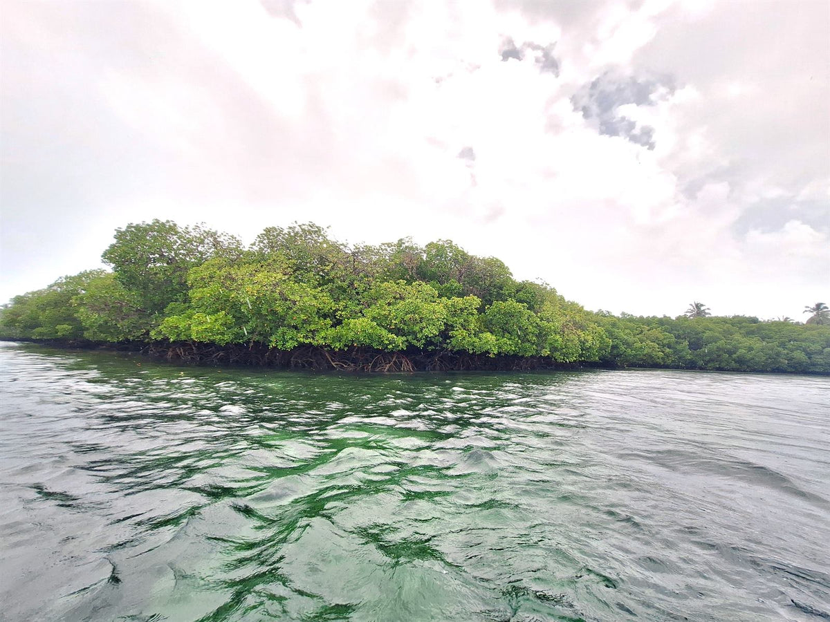 Mangrove vue depuis l'eau, parc marin de Watamu, au Kenya