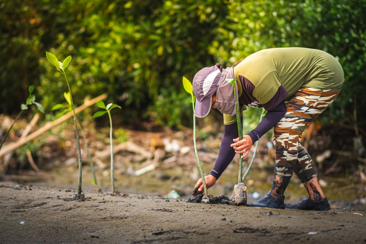 Une personne plante de jeunes palétuviers dans la vase d'une mangrove